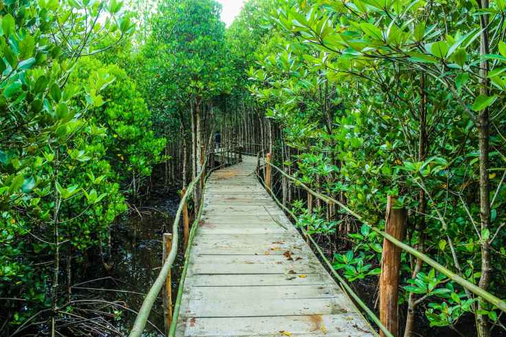 brown wooden bridge beside green leafy trees